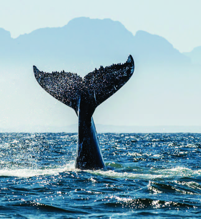 The fin of a whale